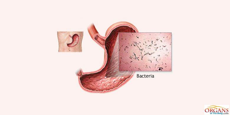 23 Interesting Stomach Facts Function Parts And Diseases