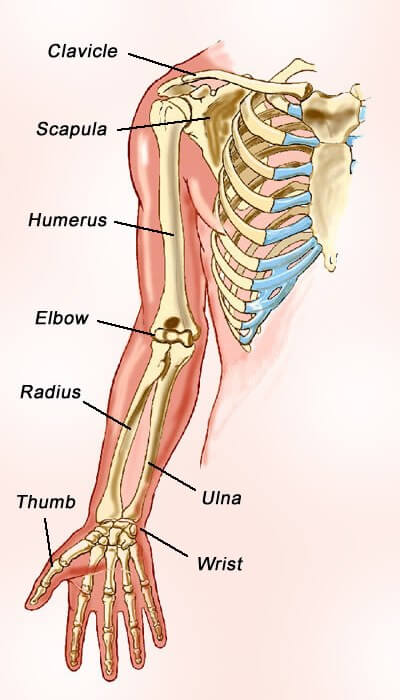 Human Arm Bone