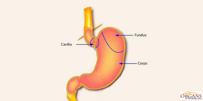 What Is Cardia