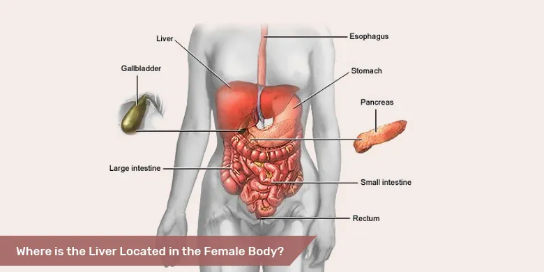 Where Is The Liver Located In The Female Body?