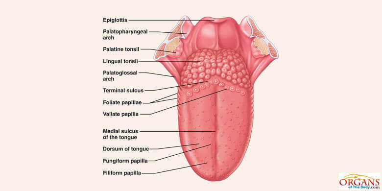 Human Tongue Parts Functions With Details And Diagram