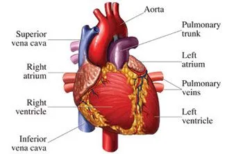 Heart Diseases, Functions and Structure