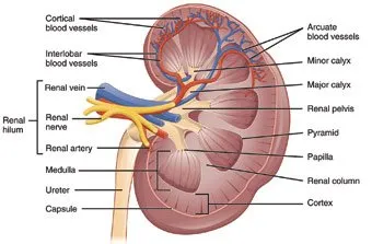 Kidneys, Location of Kidneys