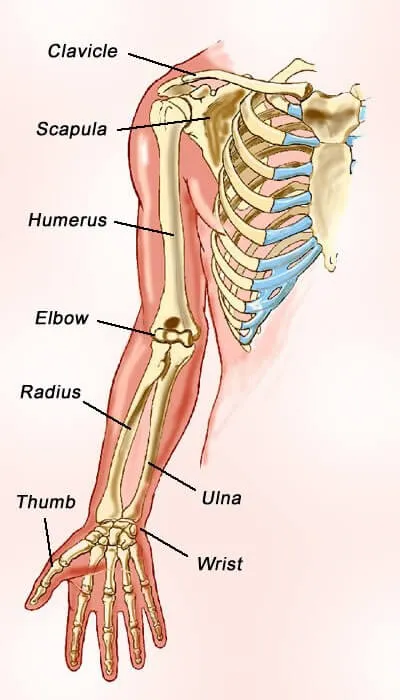 Bones In The Arm Facts, Structure, Functions With Diagram