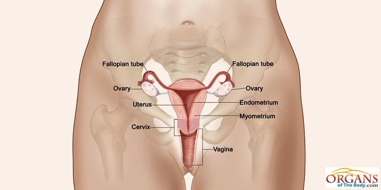 Fallopian Tubes Function And Location In Female Reproductive System 