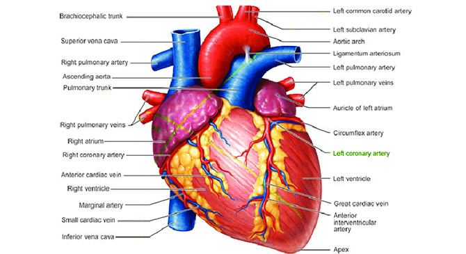 which part of the heart receives pure blood