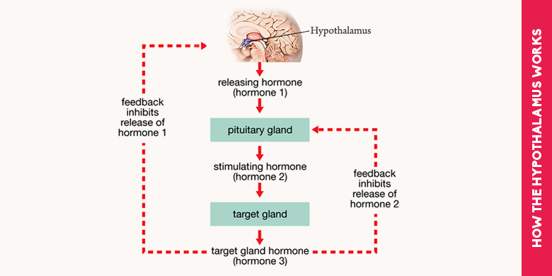 What Is Hypothalamus Functions And Anatomy 3622
