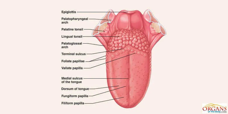 Lingual Papillae