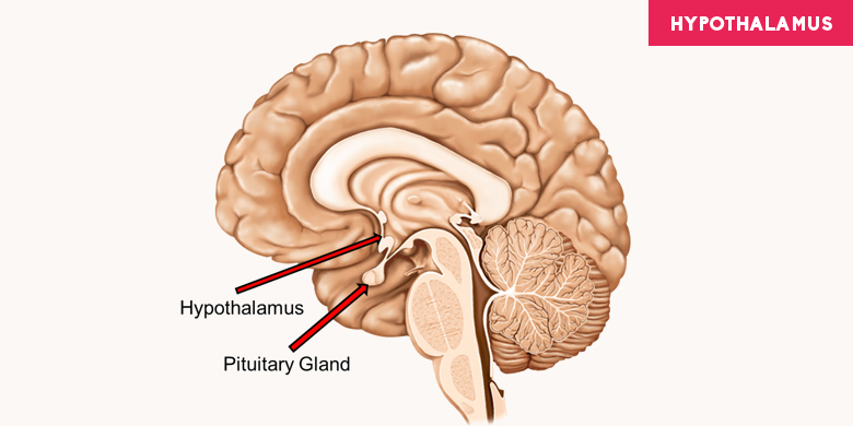 Hypothalamus Diagram