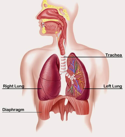 Here s How Lungs Location Size Handle 9 000L Air Daily