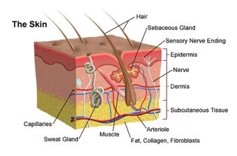 What is Skin, Structure of Skin