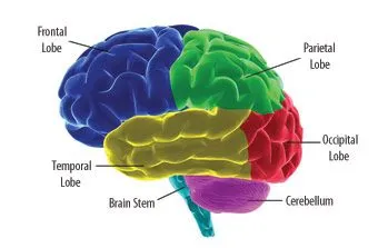 Human Brain Facts about Parts