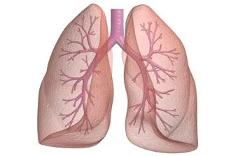 Lungs, Lungs Diseases, Functions of Lungs