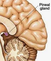 What Is Pineal Gland? Pineal Gland Function in the Human Body