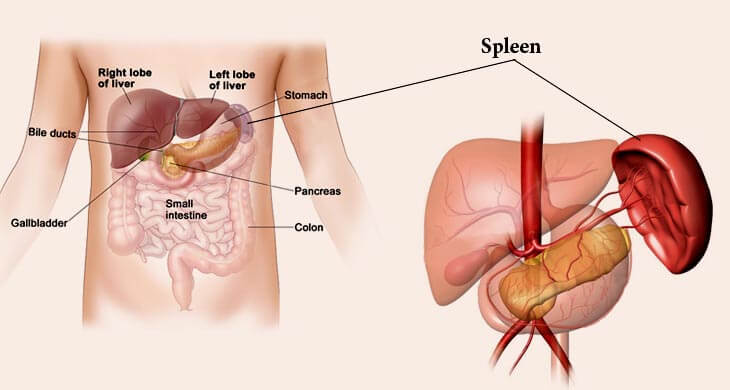 What Is Spleen Function And Location Top 16 Functions