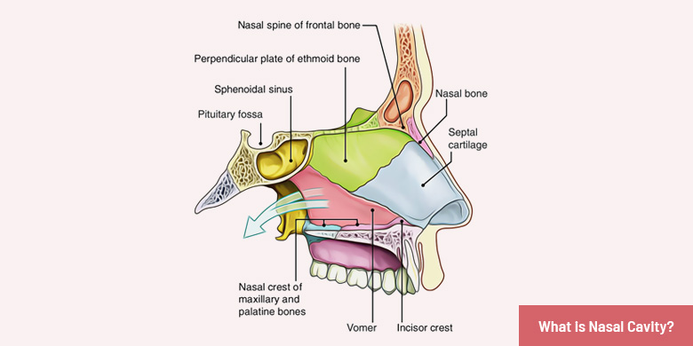 nasal passages